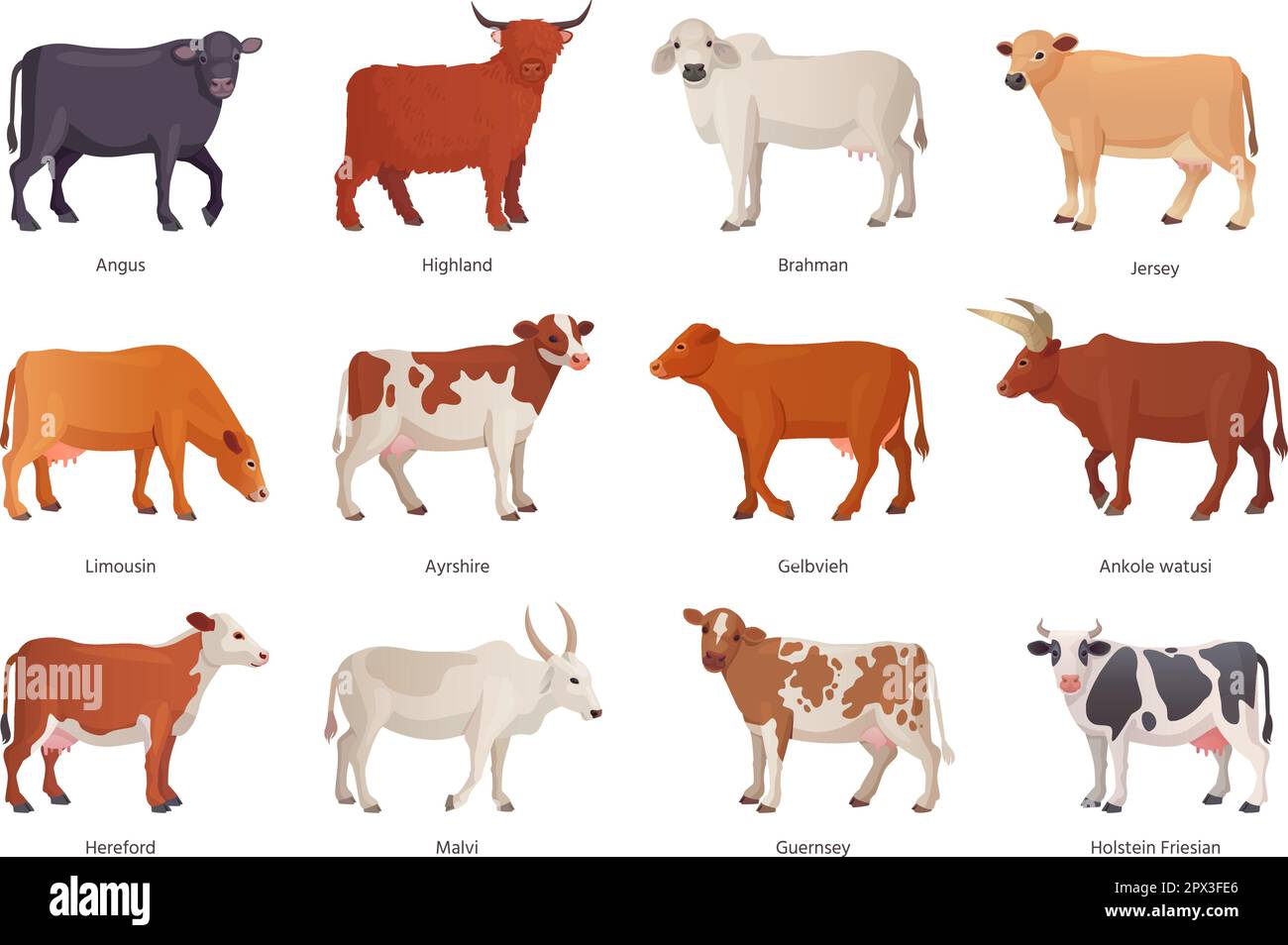 Breeding cattle. Breeds cattles farm mammal animal, netherlands cow beef, agriculture breed bull brahman hereford angus ayrshire limousin, set ingenious vector illustration of farm cattle domestic Stock Vector