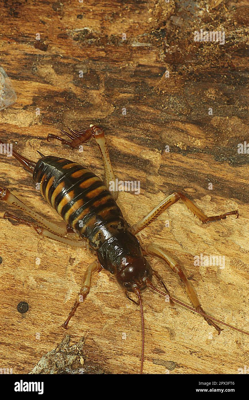 Female Wellington Tree Wētā (Hemideina crassidens) on a log Stock Photo