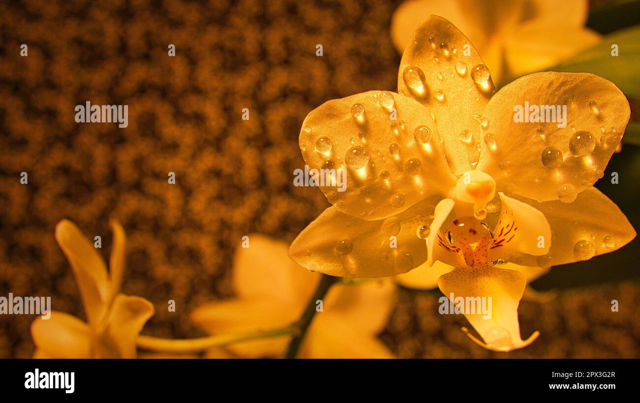 Orchids are the queen of flowers. An eyecatcher in any color and shape Stock Photo Alamy