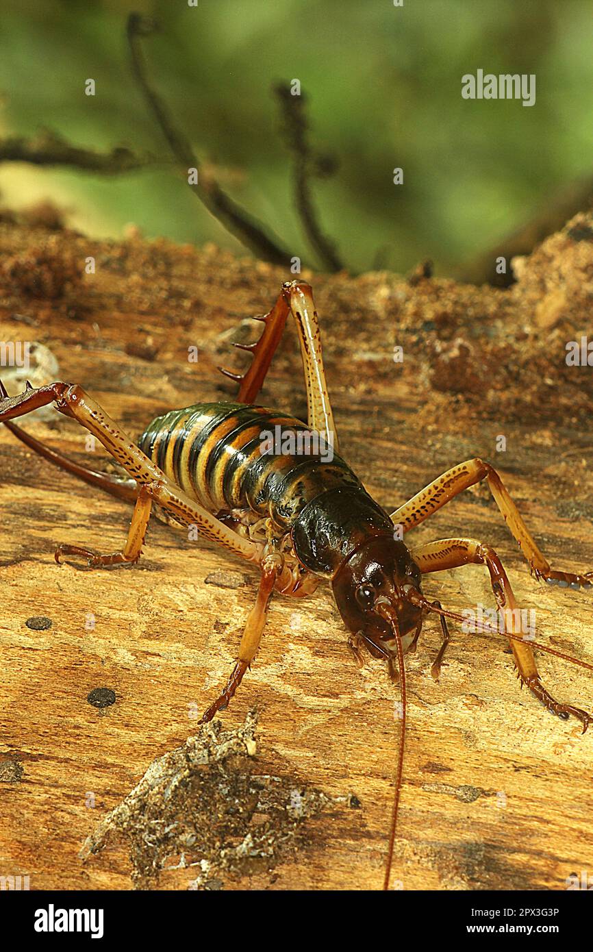 Female Wellington Tree Wētā (Hemideina crassidens) on a log Stock Photo