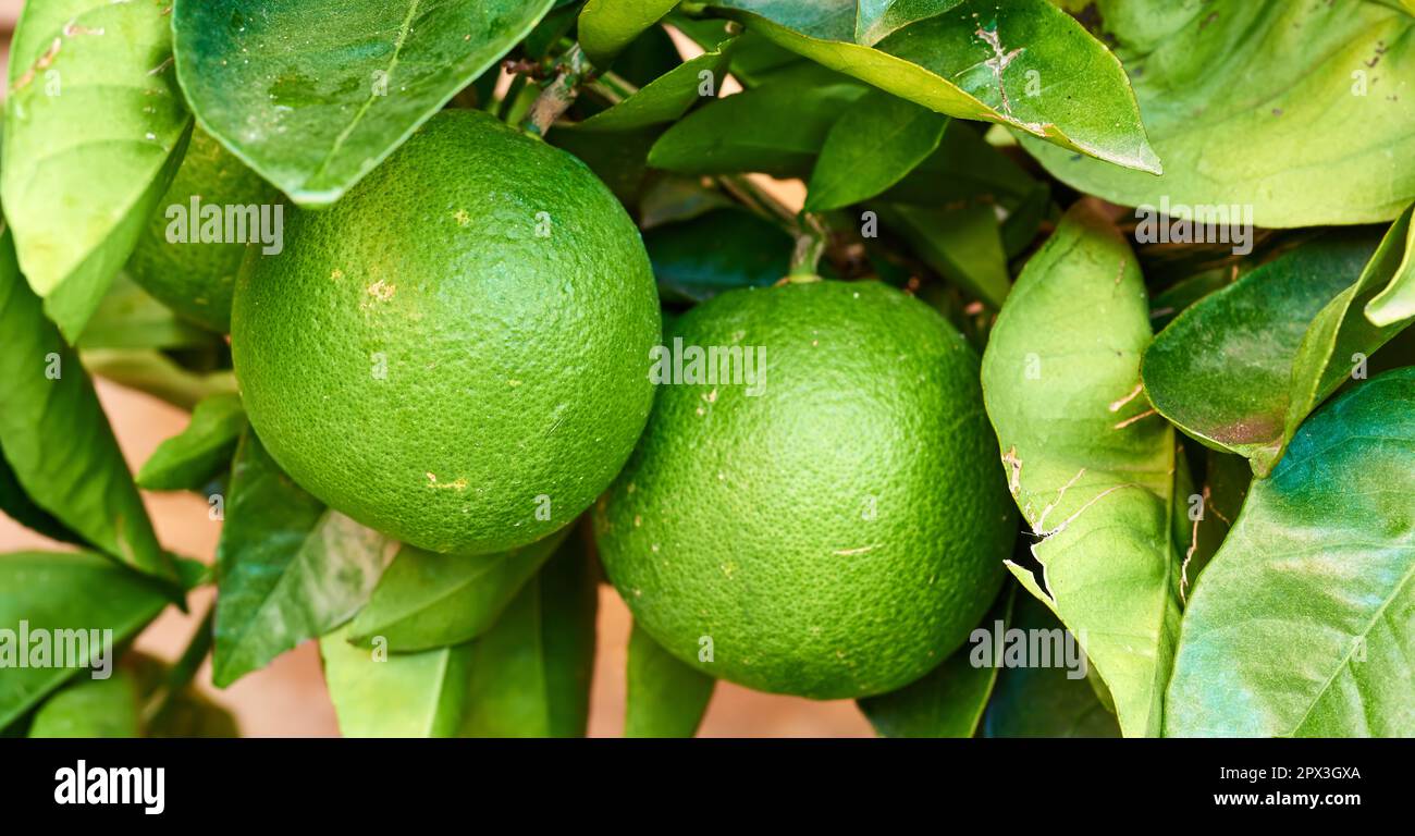 Two ripening limes growing on a tree in a yard or organic agriculture orchard farm. Closeup of