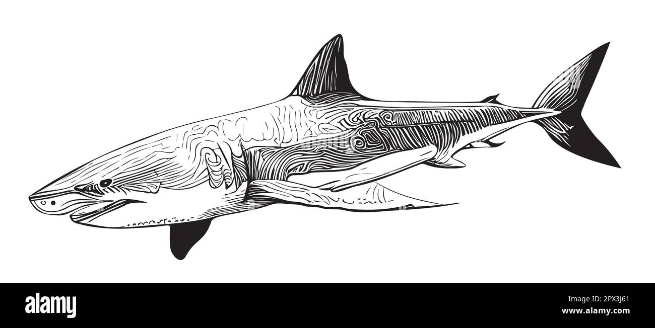 Shark hand drawn sketch in doodle style illustration Stock Vector Image ...