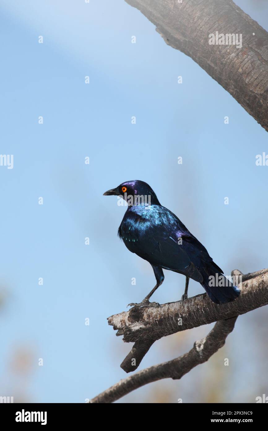 Grünschwanz-Glanzstar / Greater blue-eared starling / Lamprotornis chalybaeus Stock Photo