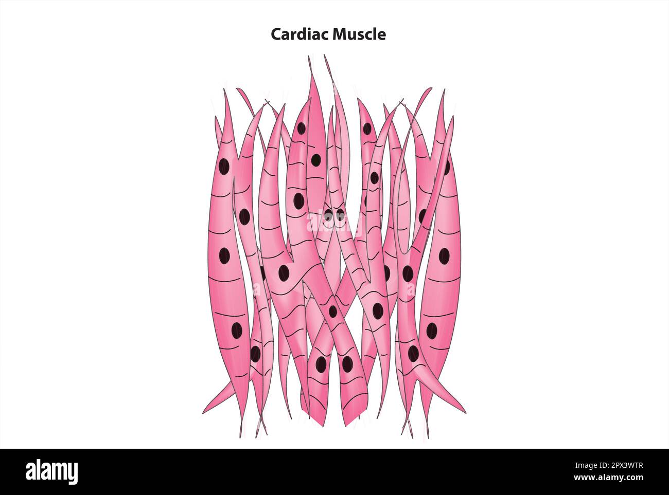 Cardiac muscle Stock Vector