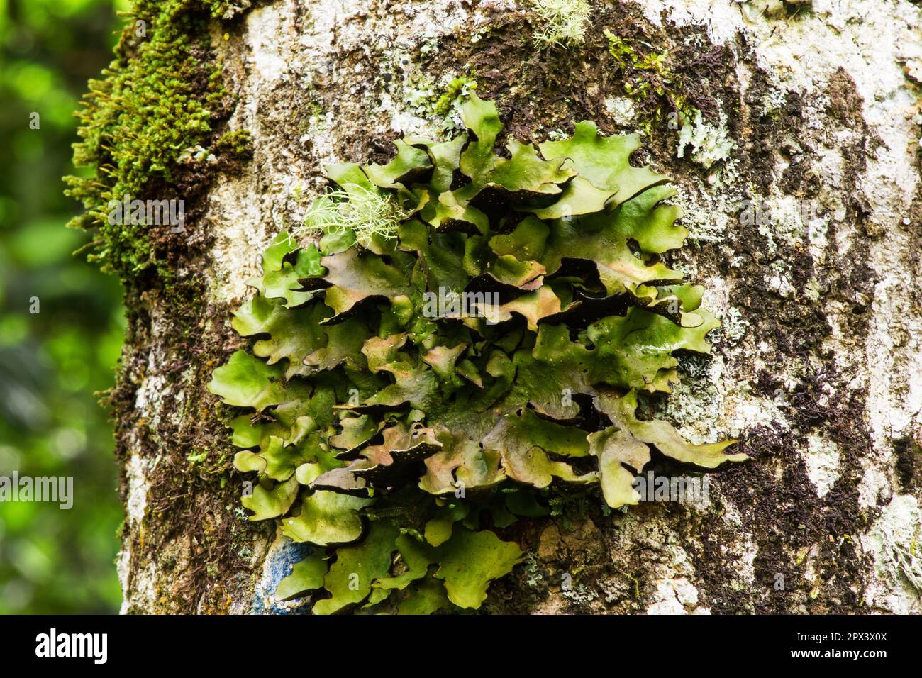 Field Dog Lichen on tree bark Stock Photo