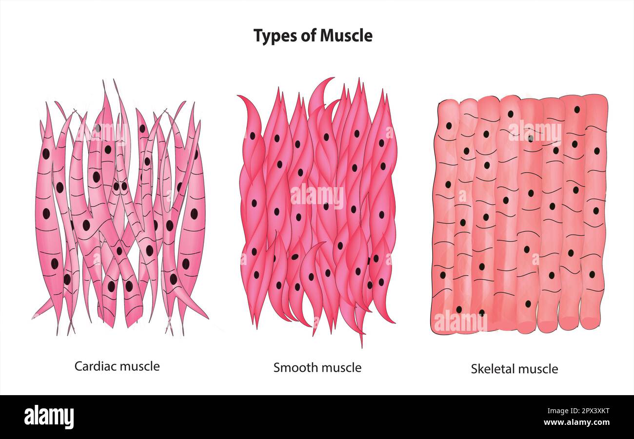 Types of muscle Stock Vector