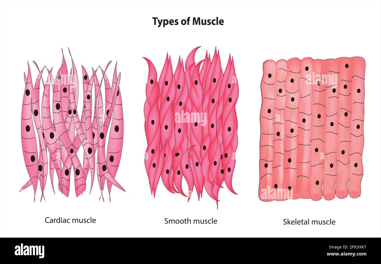 Muscular Tissue Skeletal Smooth And Cardiac Muscle 4 Muscle Tissue In