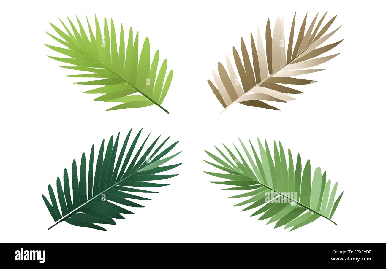 set vector illustraion of tropical leaves isolated on white background ...
