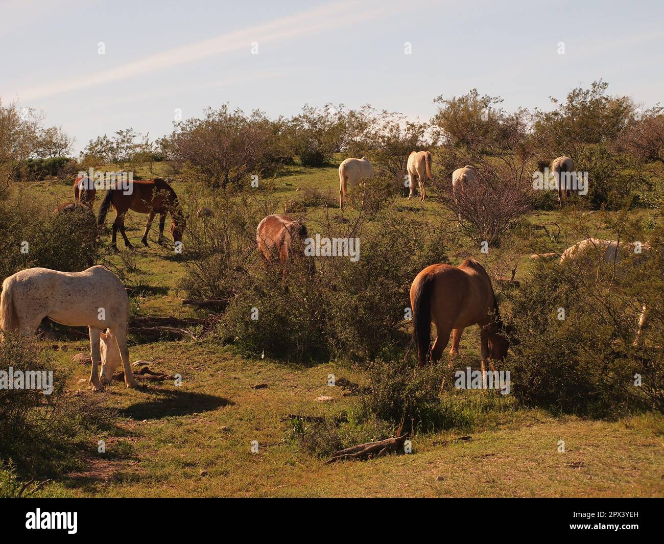 Wild Horses in the Tonto National Forest of Arizona. Stock Photo