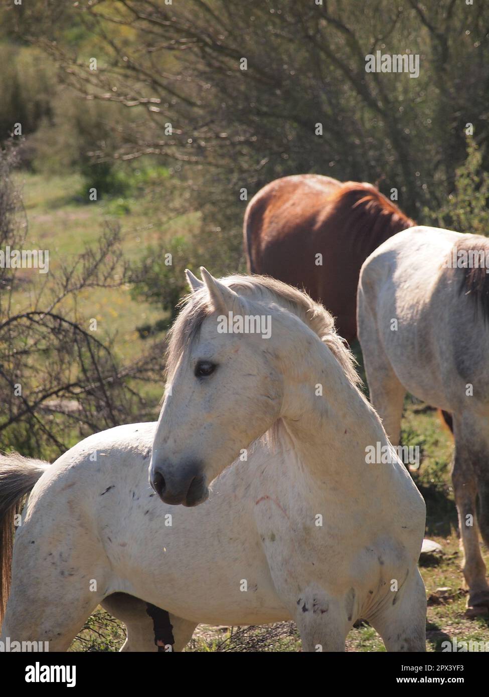 Wild Horses in the Tonto National Forest of Arizona. Stock Photo