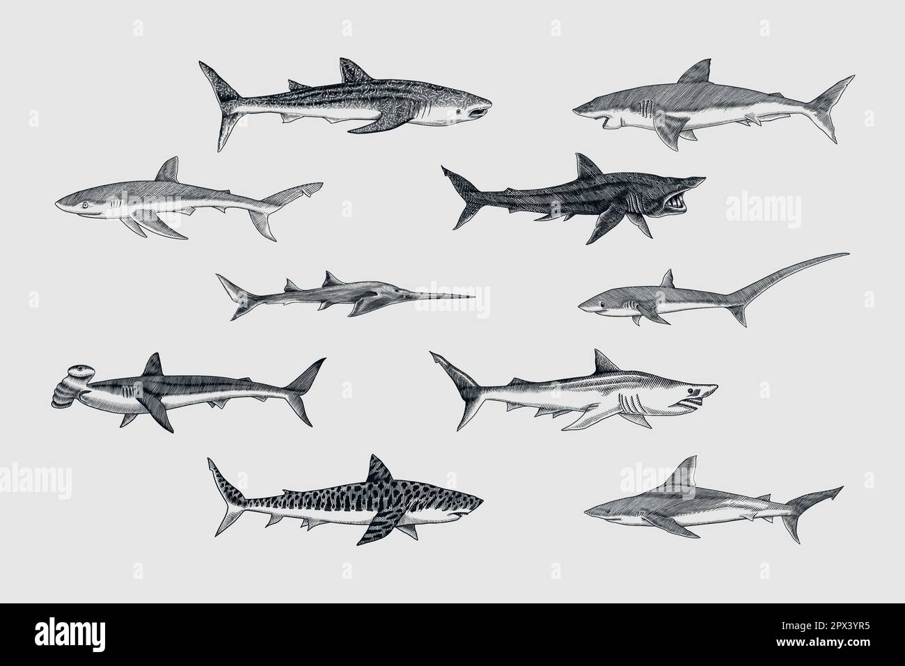 Sharks set.Great white shark, Sixgill sawshark. Basking Sand Tiger Hammerhead Thresher Atlantic