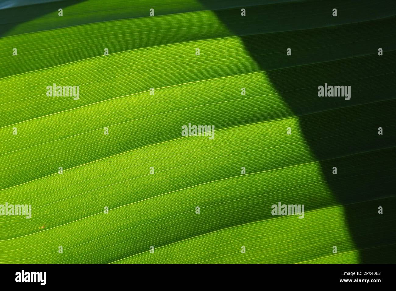Banana leaf close up. Green leaf with a striped surface. Black shadow. Natural background. Banana, the oldest food crops. For tropical countries the m Stock Photo