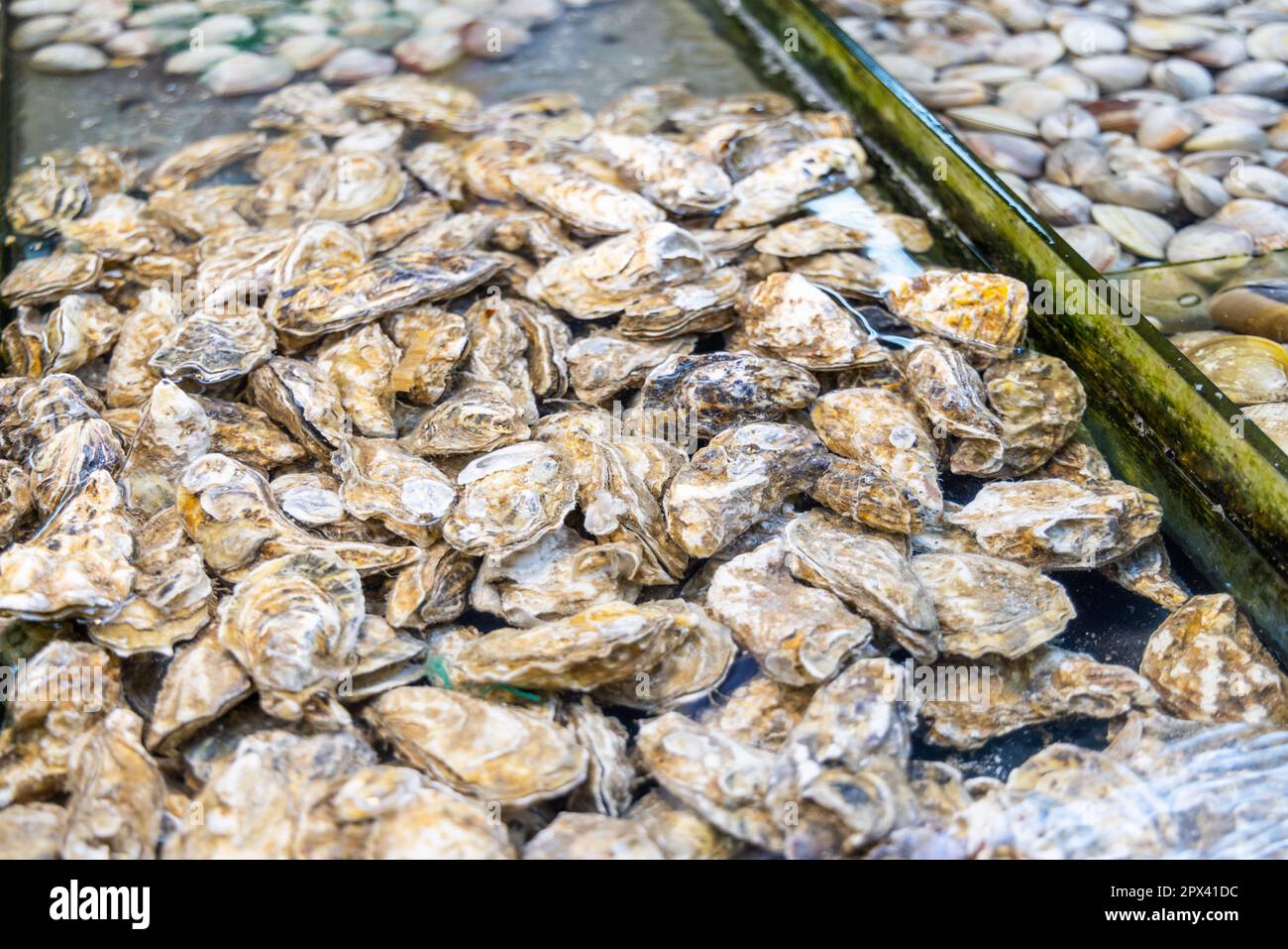 Selling oyster in the wet market Stock Photo Alamy