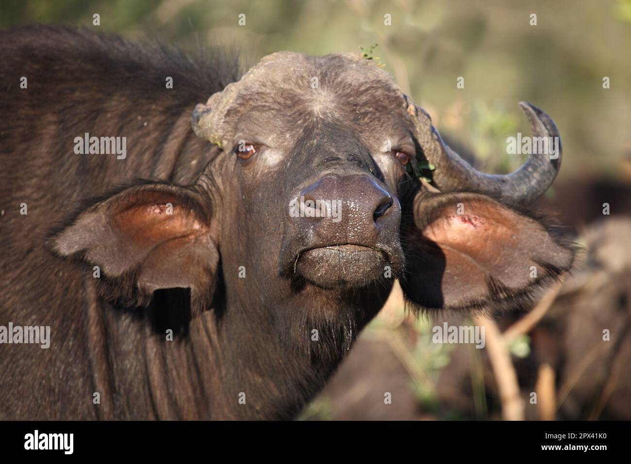 Kaffernbüffel / African buffalo / Syncerus caffer Stock Photo - Alamy