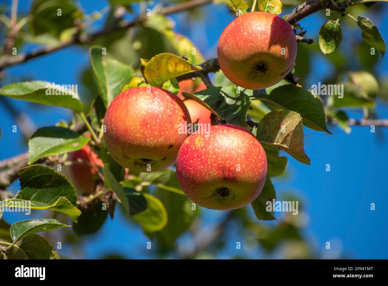 Ripe, red apples hanging from the branch of an apple tree in the ...