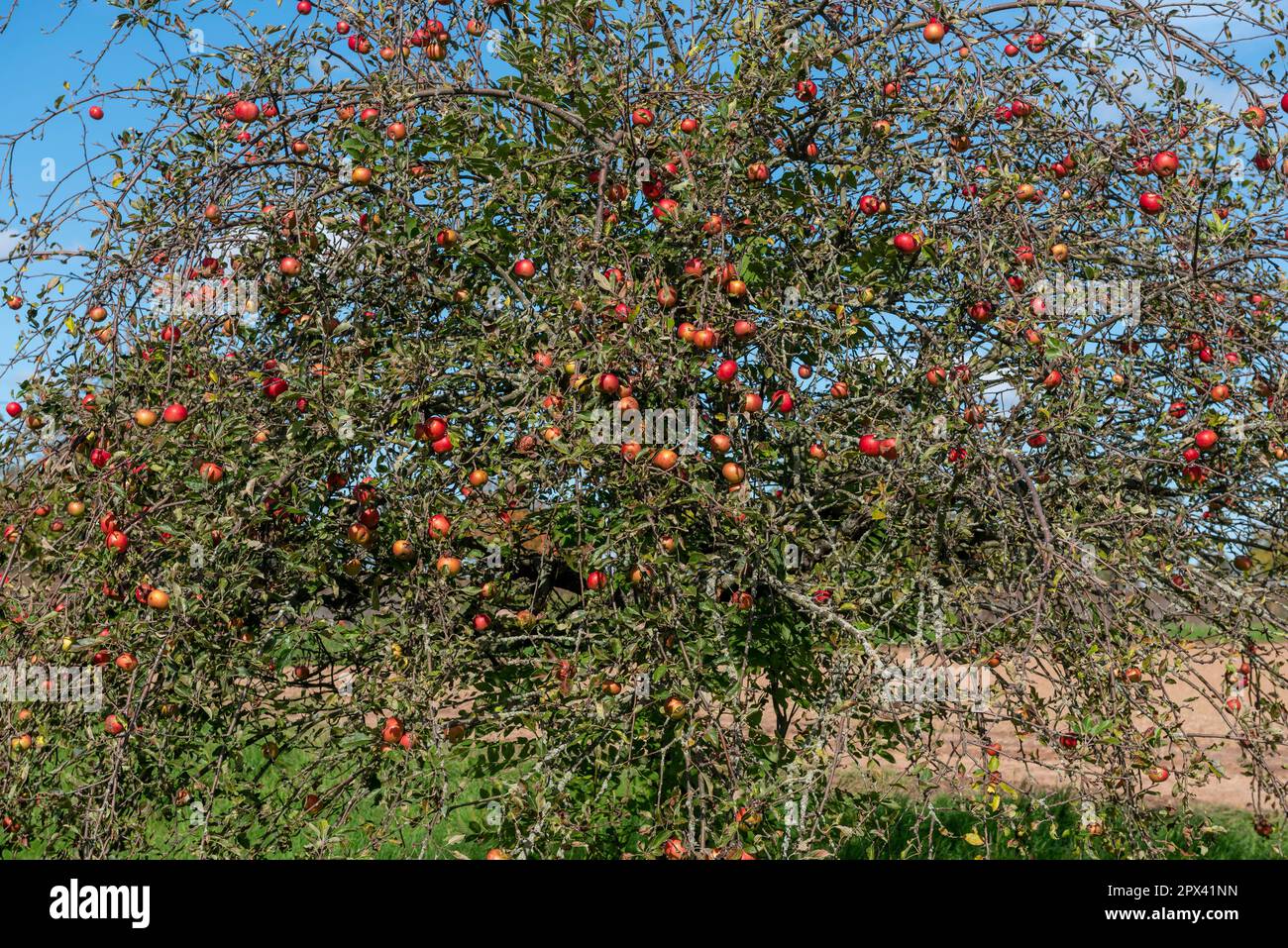 An apple tree in a meadow orchard hangs full of ripe red apples Stock ...