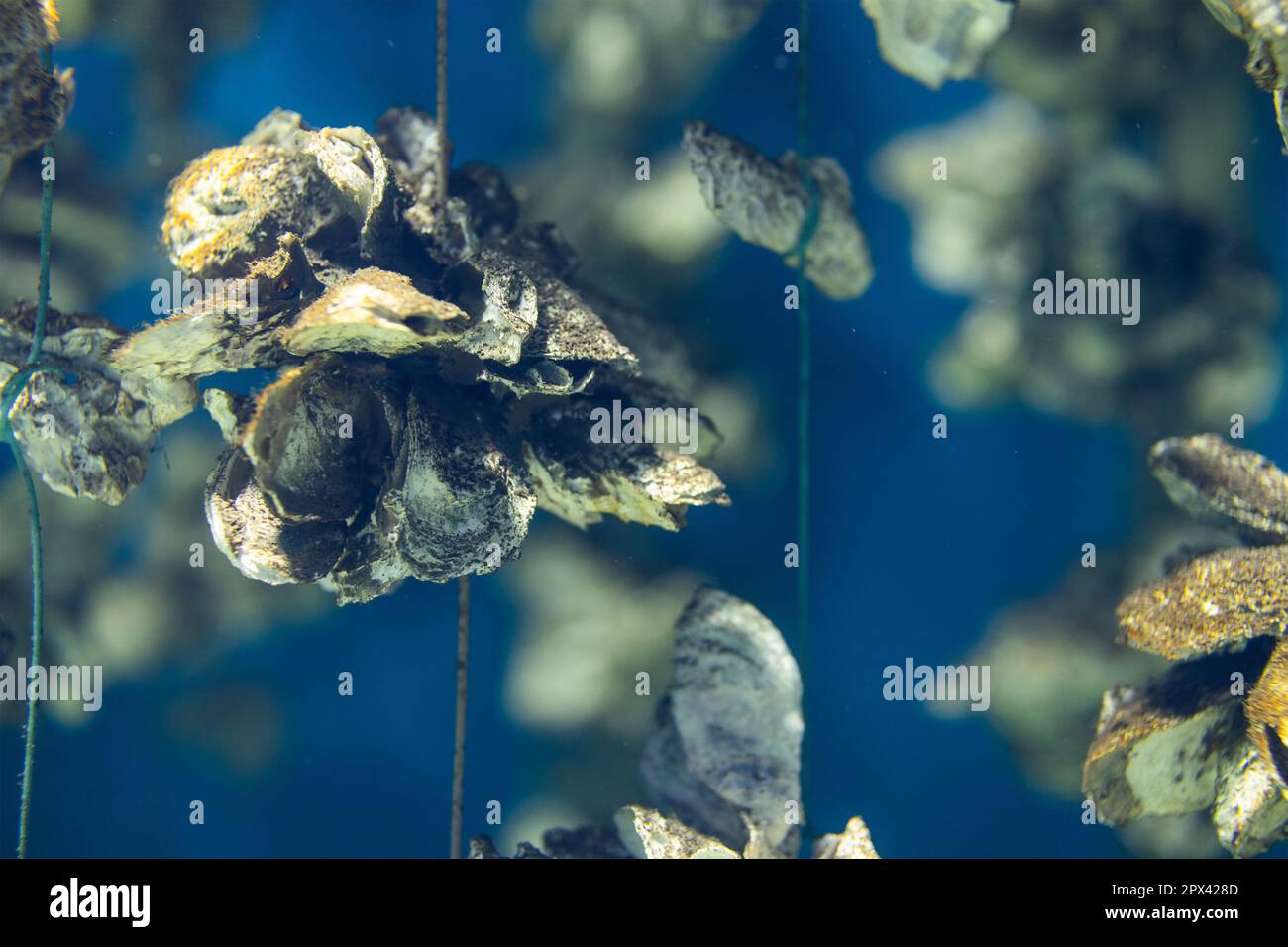 Aquaculture of the oyster under the sea Stock Photo Alamy