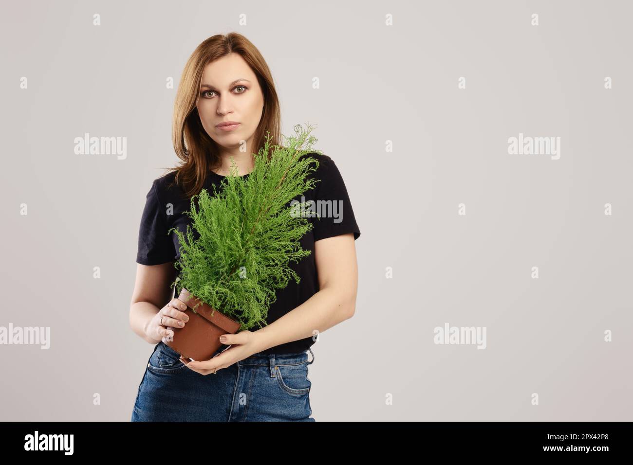 Botanist holds small decorative thuja in hand over grey background Stock Photo