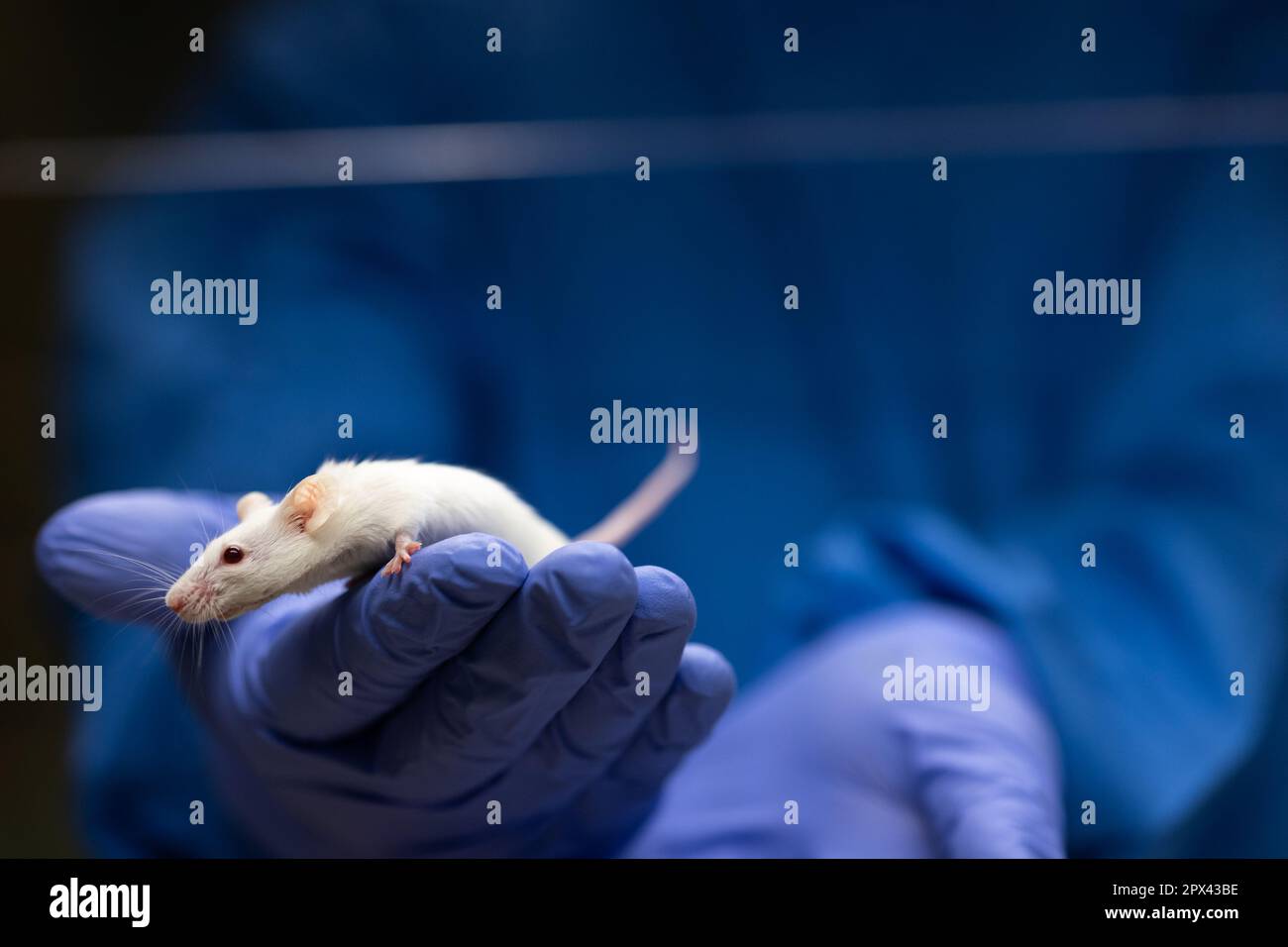 Laboratory mouse cage hi-res stock photography and images - Alamy