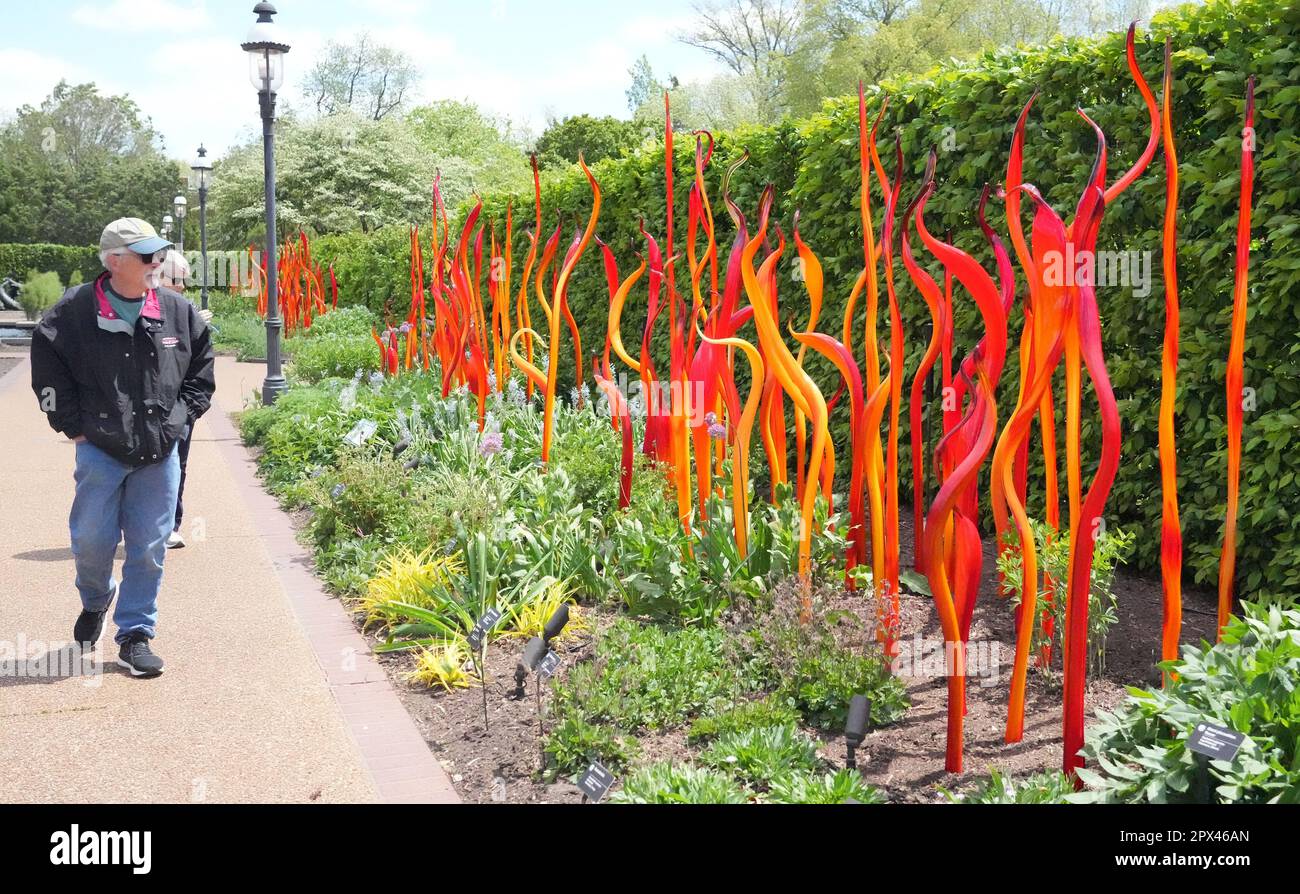 St. Louis, United States. 01st May, 2023. A visitor walks past the the Chihuly Burnished Amber work of art near the Linnean House at the Missouri Botanical Gardens in St. Louis on Monday, May 1, 2023. The blown glass forms of artist Dale Chihuly will be on display at the Botanical Gardens from May 2, 2023 through October 15, 2023. Photo by Bill Greenblatt/UPI Credit: UPI/Alamy Live News Stock Photo