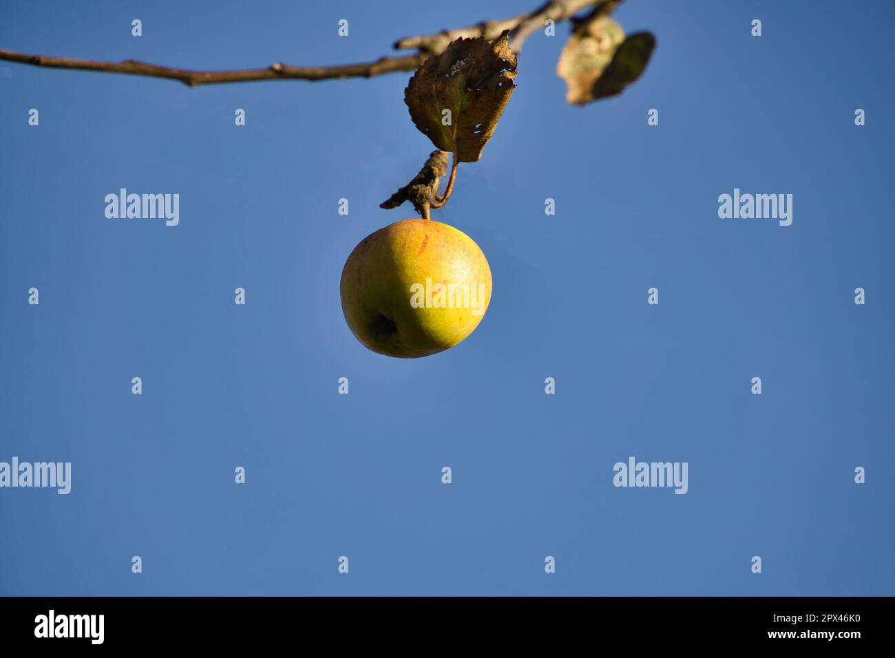 Apple on the branch. Fruit hangs on the tree. Fruit rich in vitamins