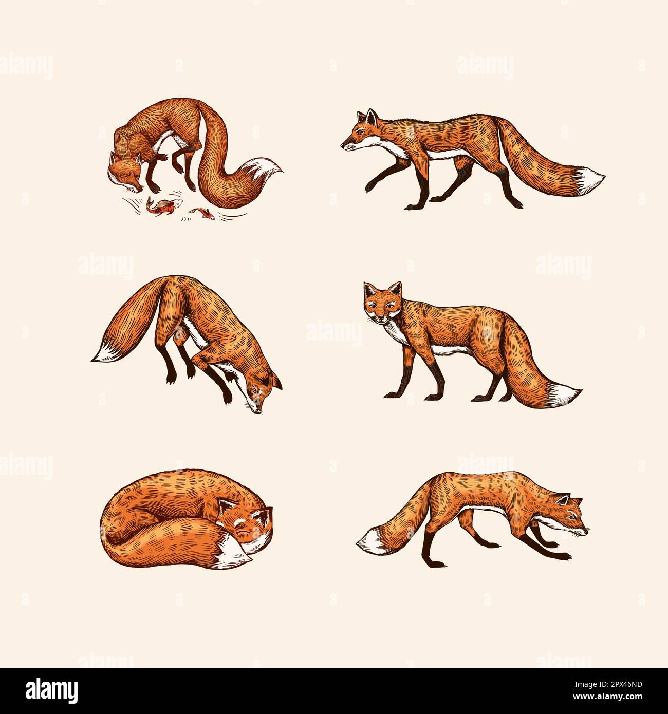 Ginger fox Stock Vector Images Alamy