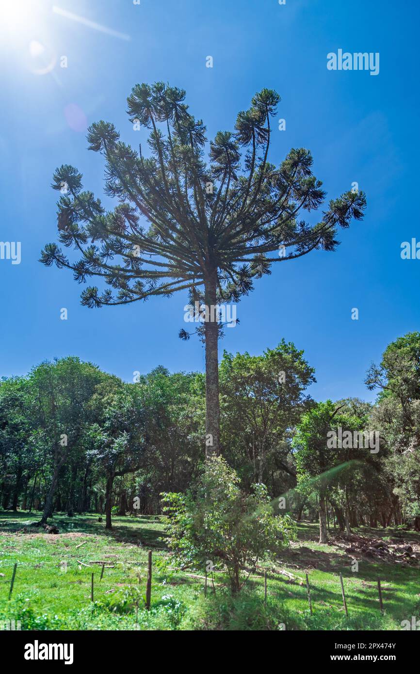araucaria tree in the nature of the countryside. High quality photo Stock Photo