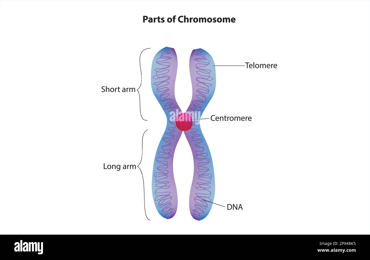 Chromosome Stock Vector