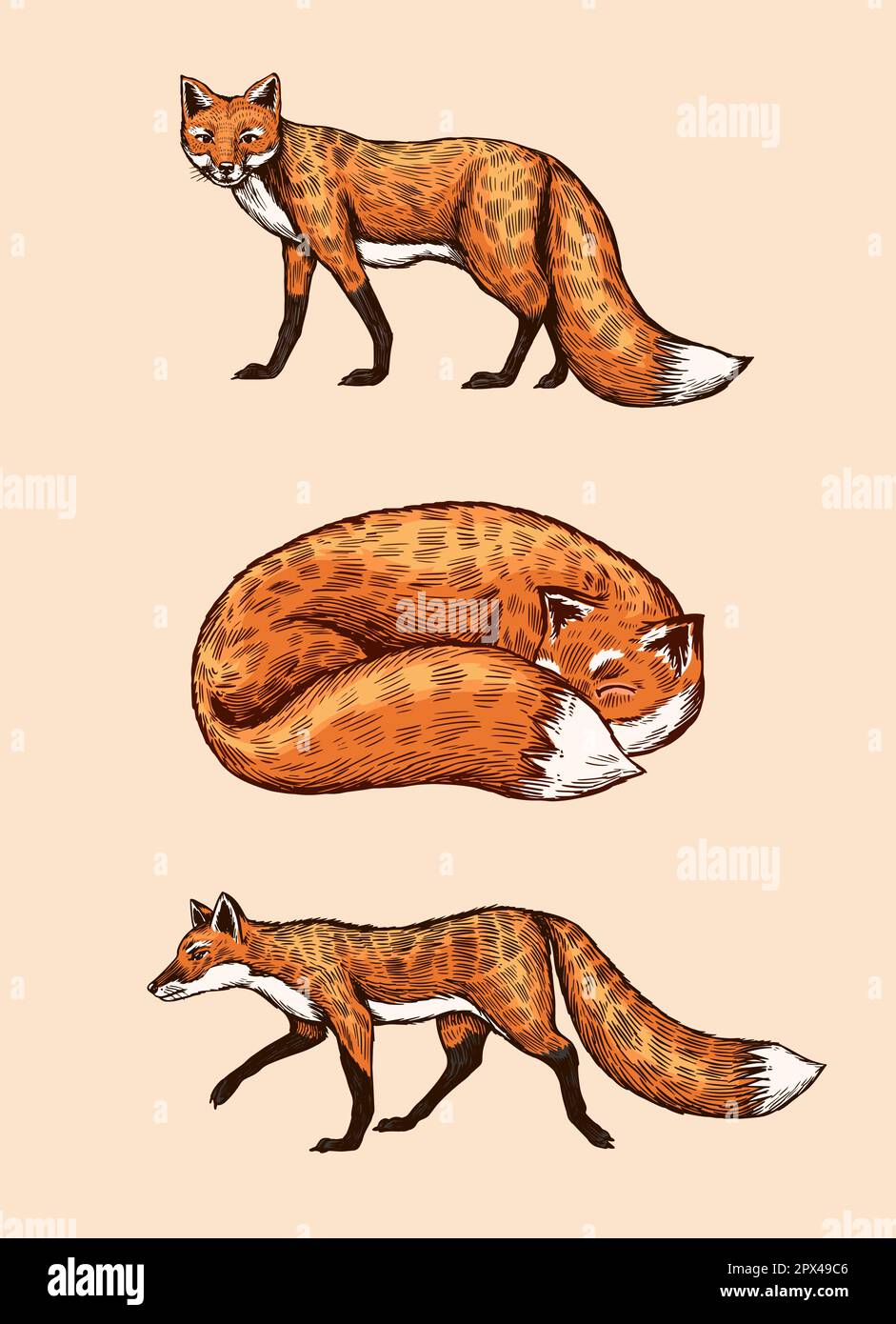 Wild red fox set. Forest ginger animal flying and jumping. Vector