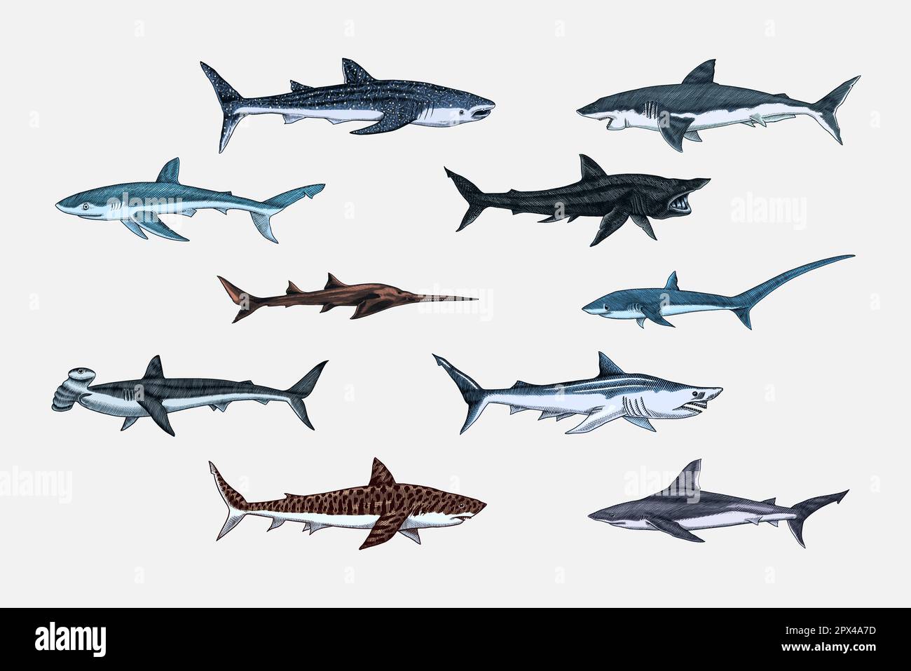 Thresher shark Stock Vector Images - Alamy