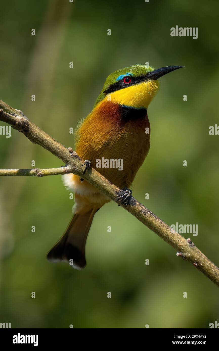 Little bee-eater with catchlight on slanting branch Stock Photo - Alamy