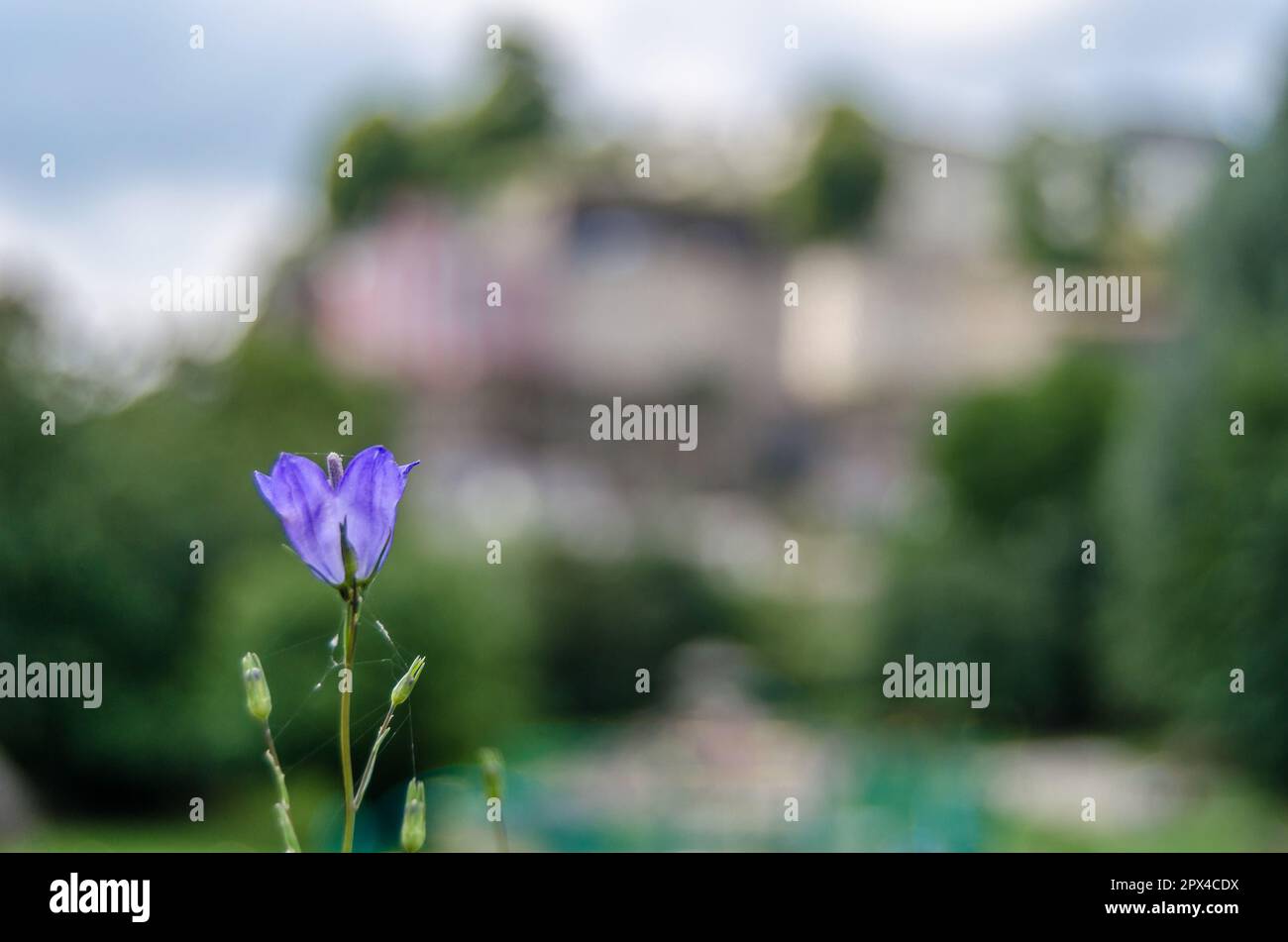 Natural background of purple flowers in blossom Stock Photo - Alamy