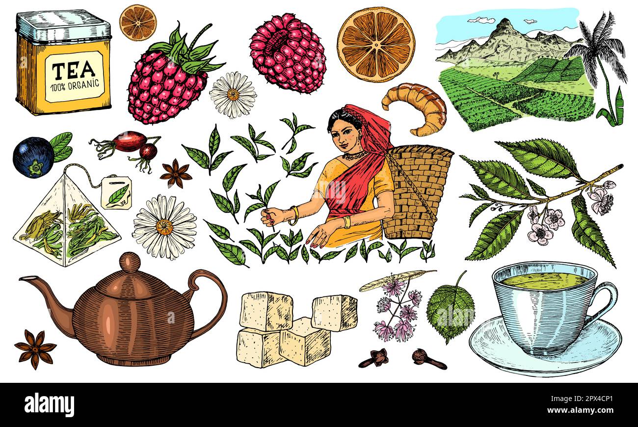Herbal Tea bag brewing cooking directions. Teapot, cup, sugar, plants ...