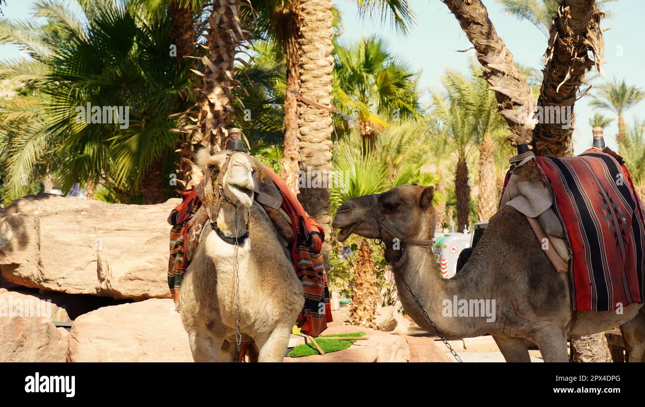 Camels with colorful saddle. Eilat , Israel Stock Photo - Alamy