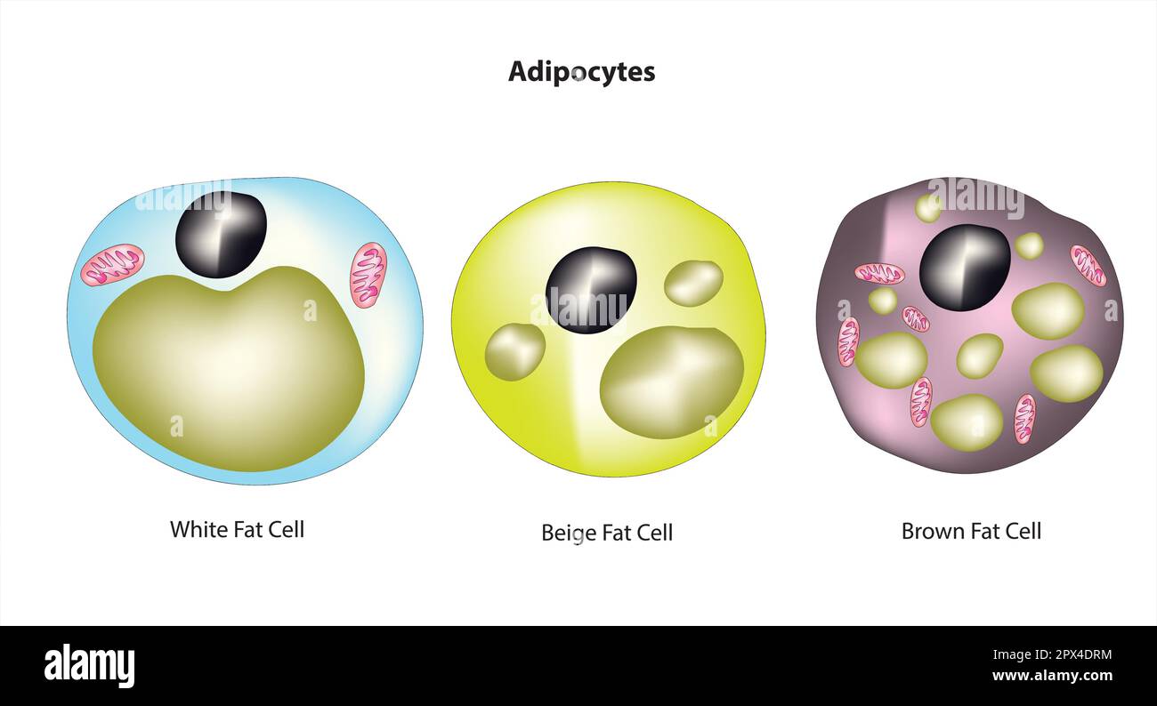 adipocyte cells Stock Vector