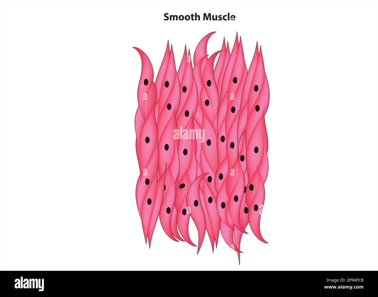 Smooth muscle tissue diagram (smooth muscle tissue) Stock Vector