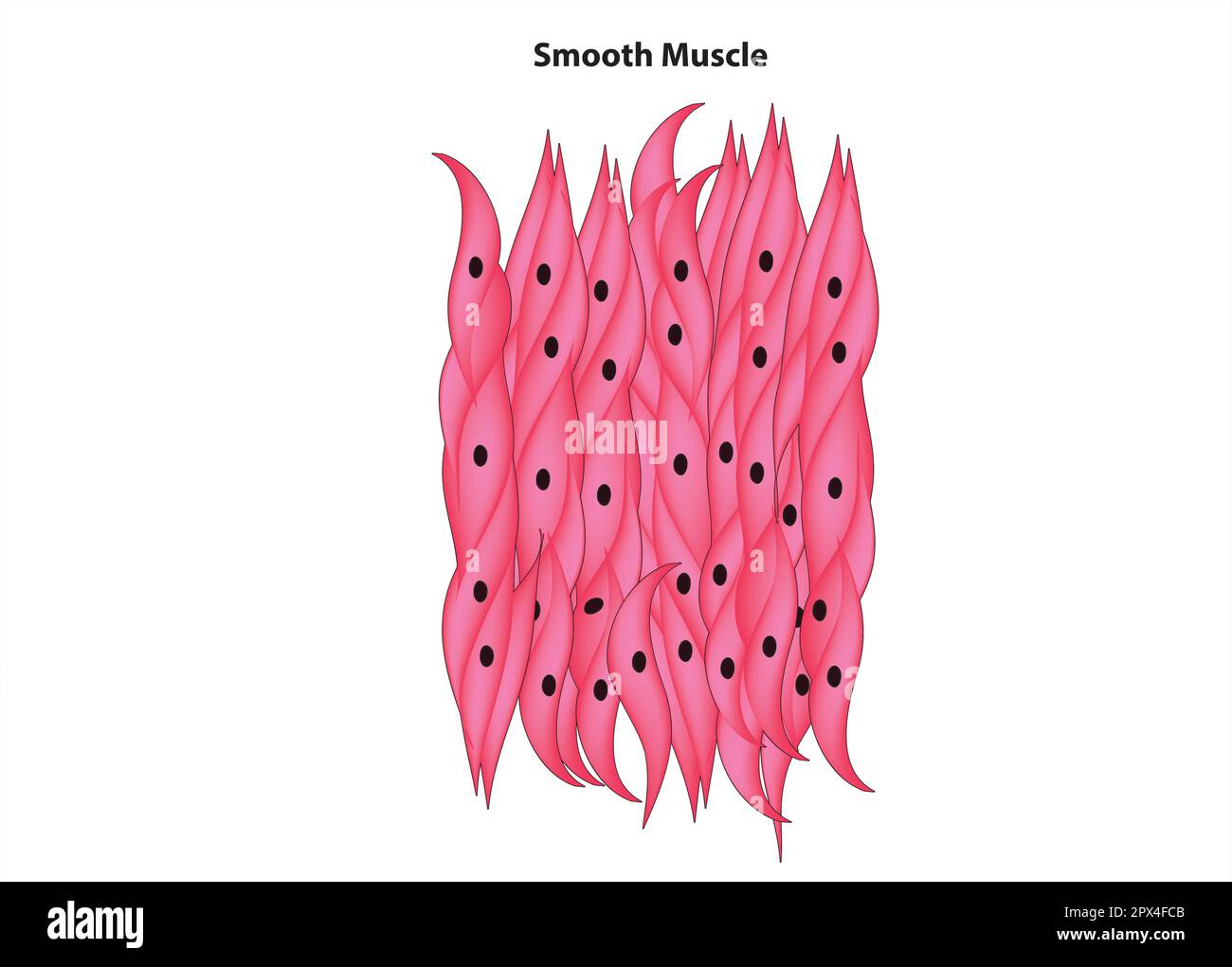 Labeled smooth muscle