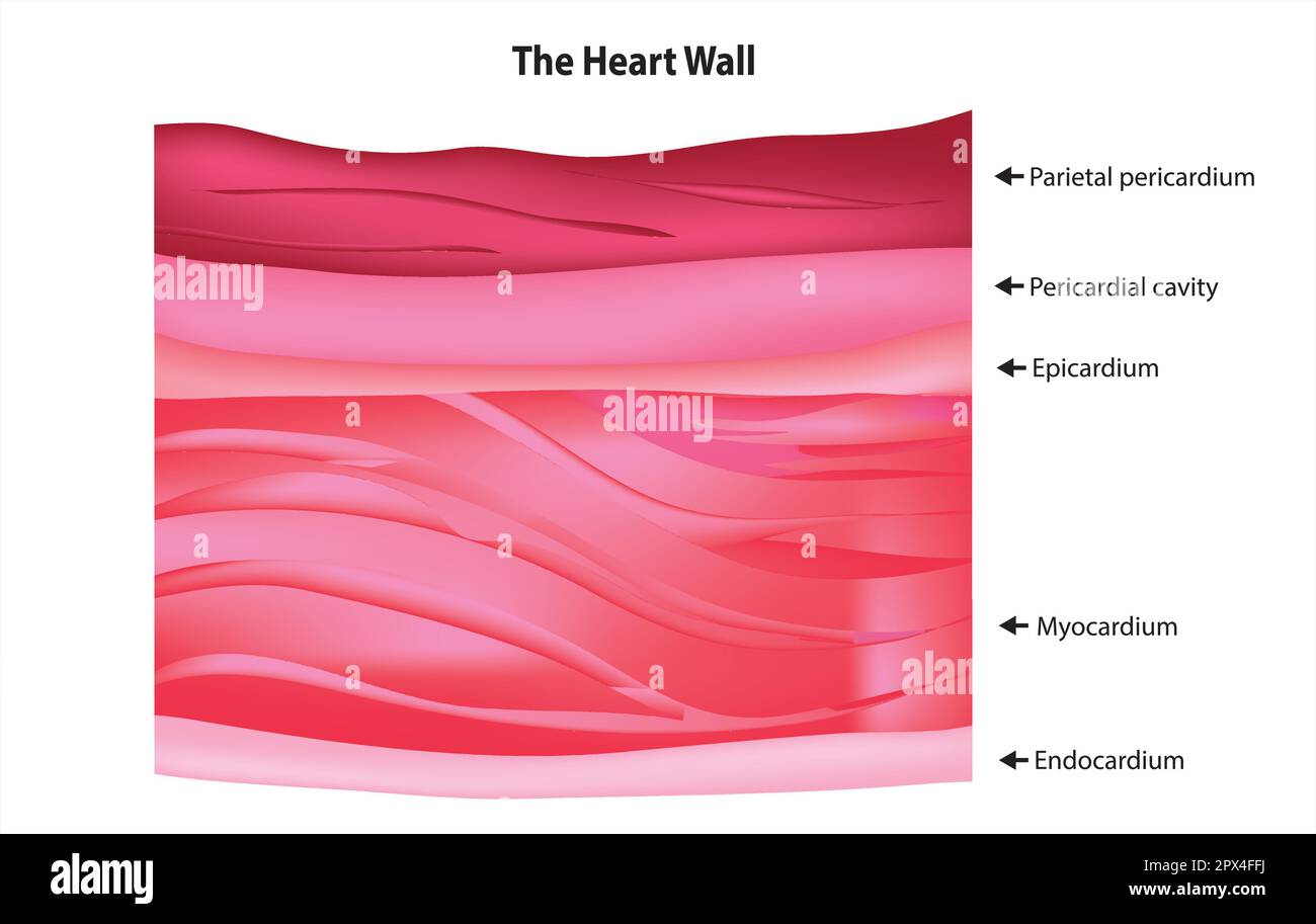 The Heart Wall Stock Vector