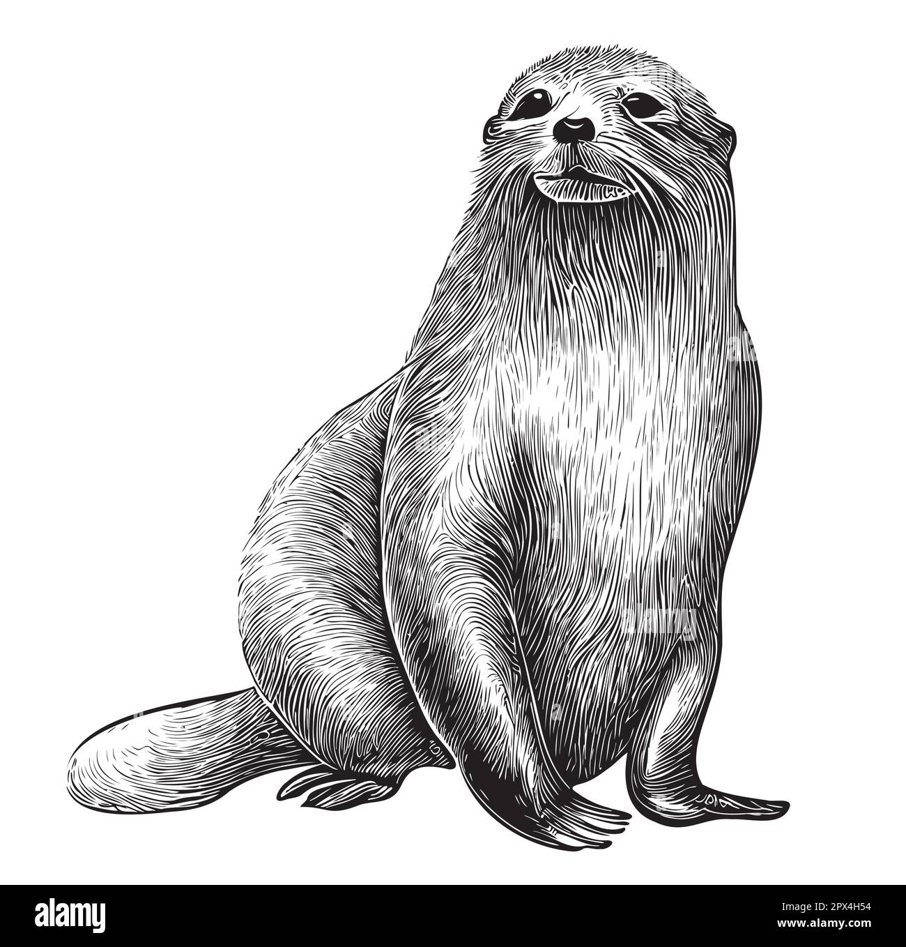 Fur seal sketch hand drawn in doodle style illustration Stock Vector