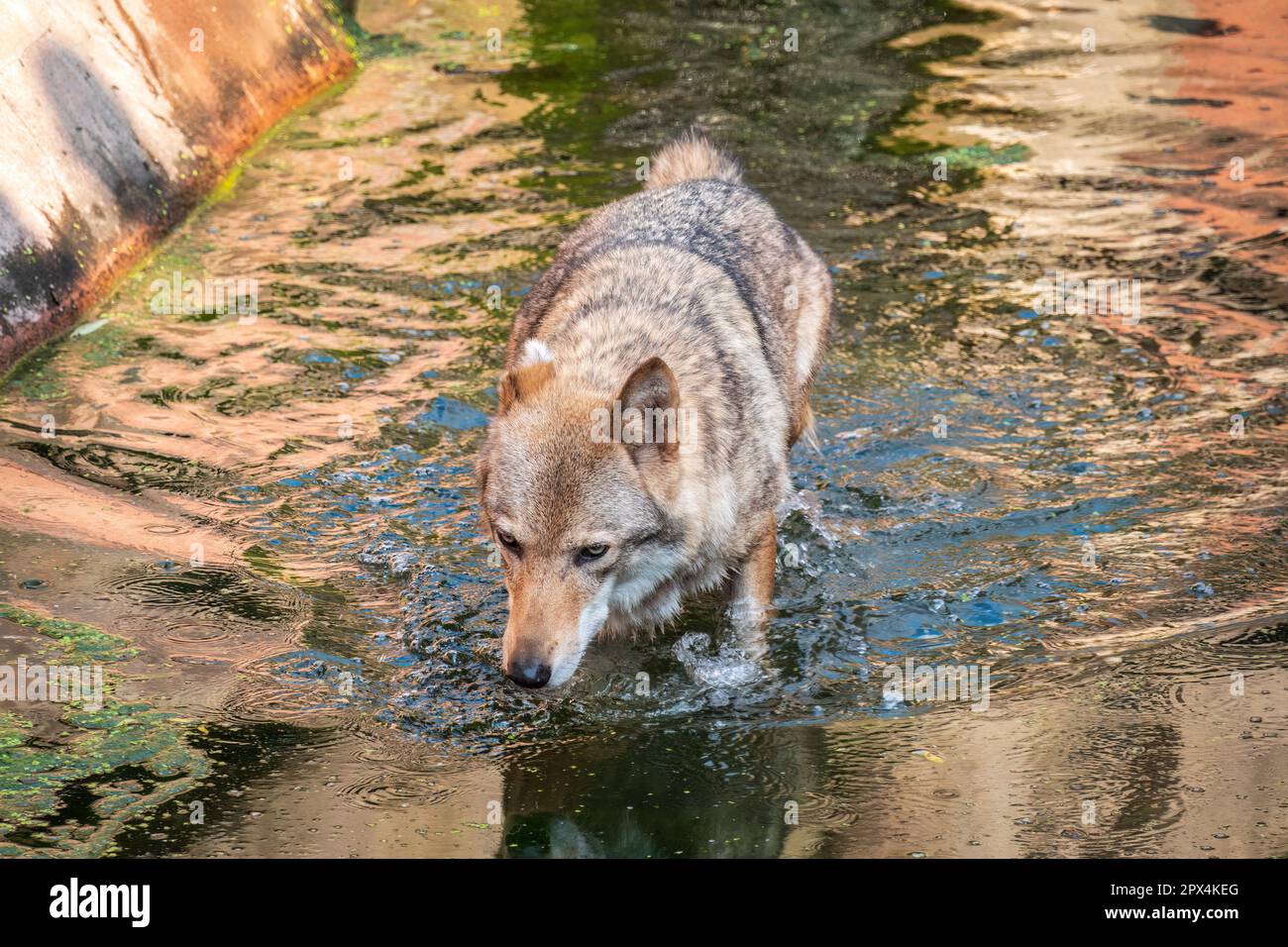 Grey Wolf, Canis lupus, Splashes Through Water. Grey wolf walking ...