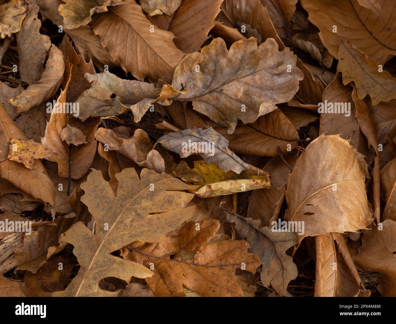 Leaves on woodland floor, with Oak Galls on Oak leaf. Stock Photo