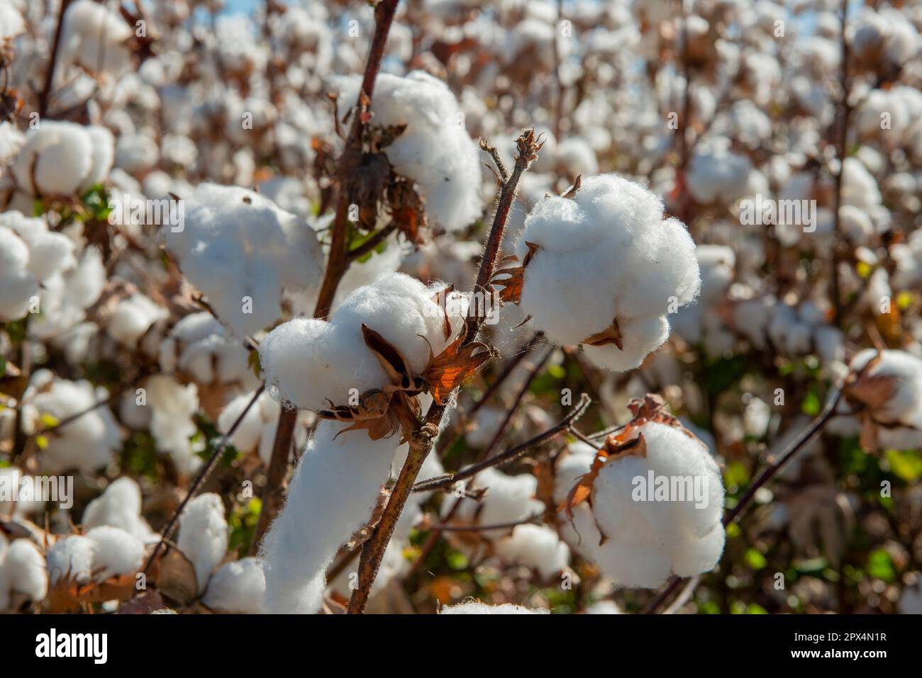 Cotton farm ready to harvest near St ,Queensland, Australia