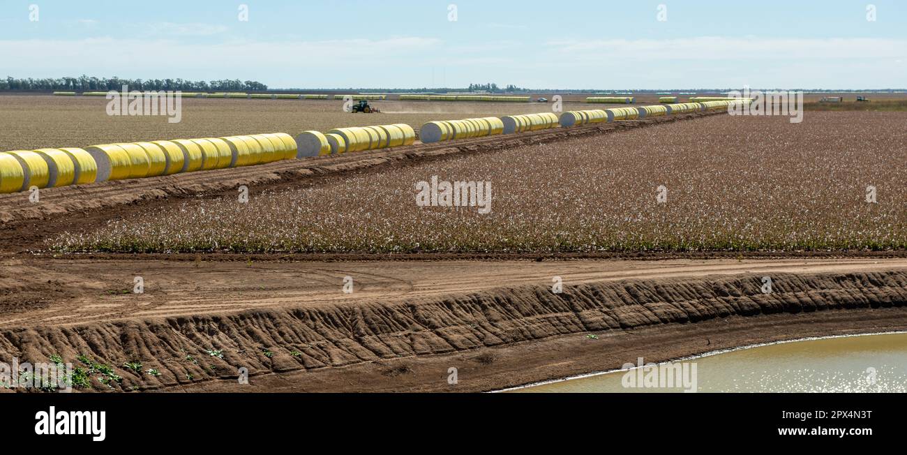 Cotton farm hires stock photography and images Alamy