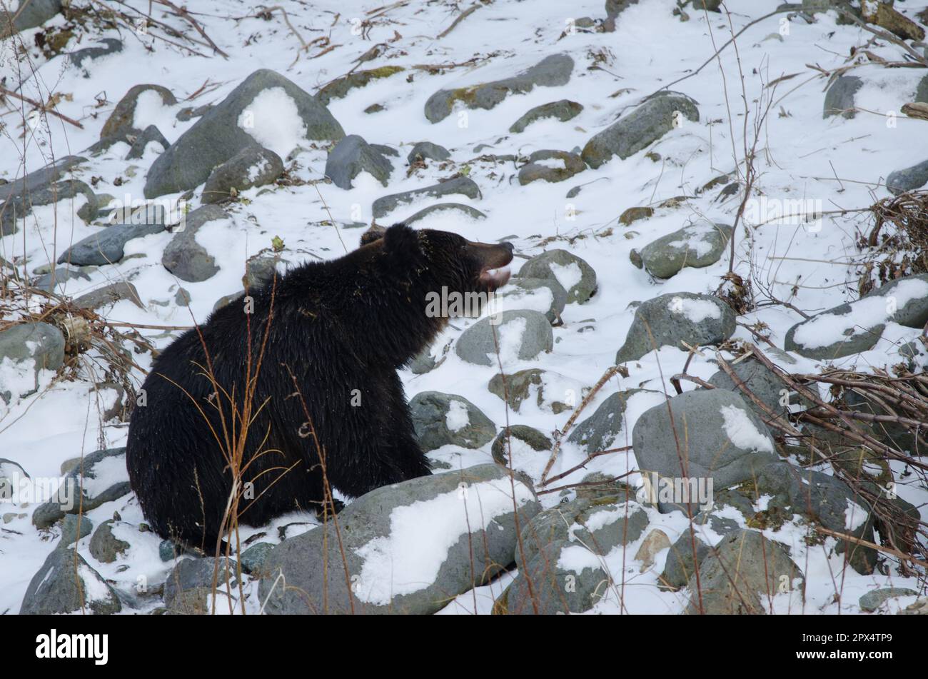 Ussuri brown bear Ursus arctos lasiotus eating a salmon. Shiretoko