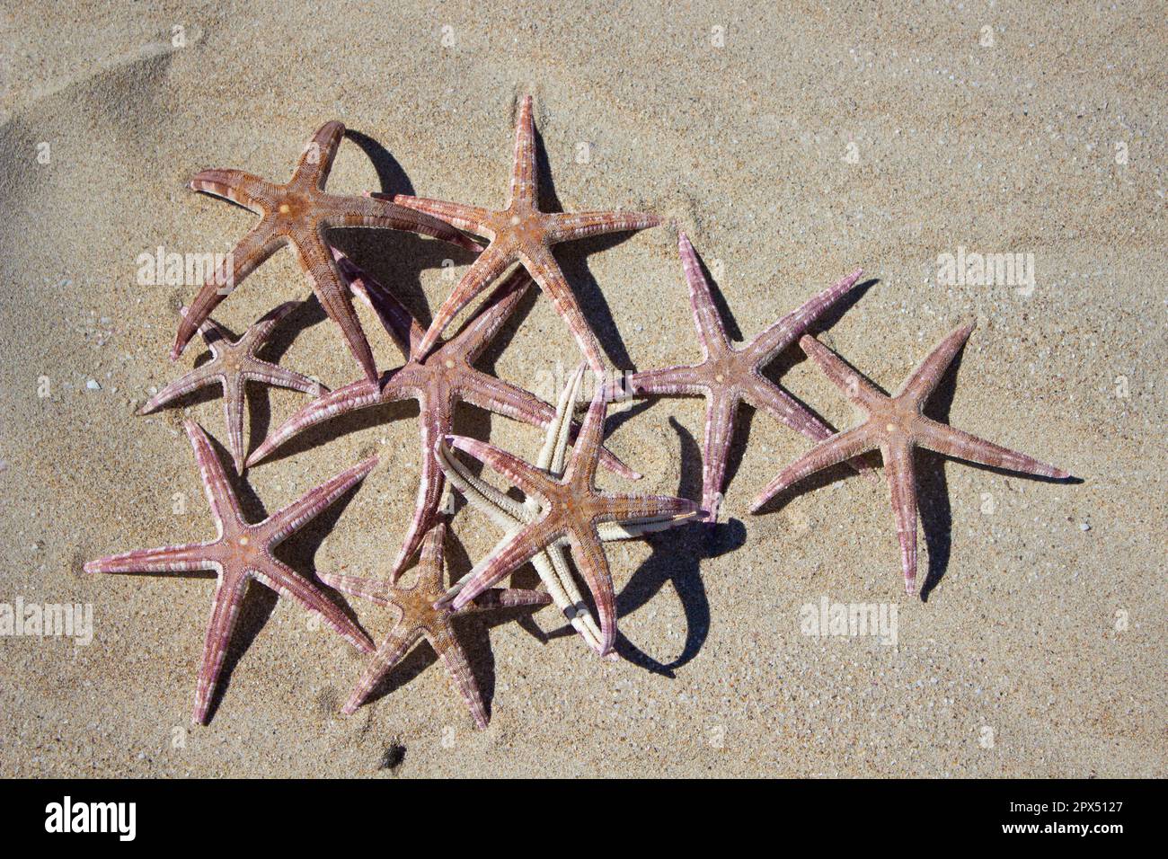 Sand Sea Stars Stock Photo