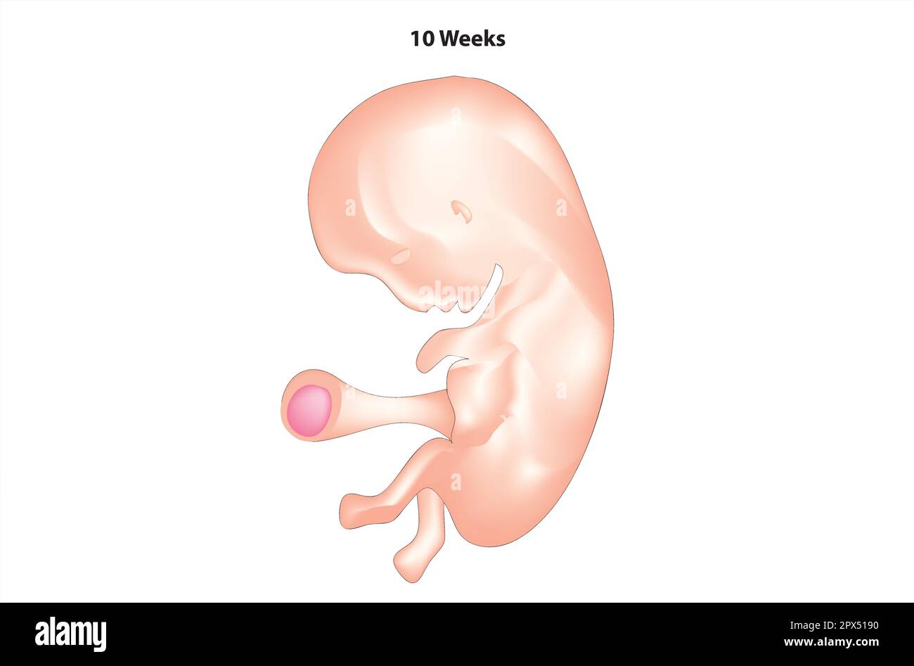 Anatomy of 10 weeks fetus Stock Vector