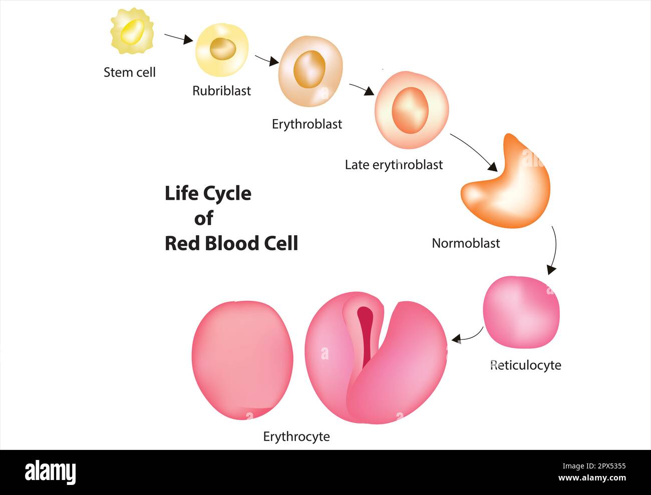 Red blood cell life cycle Stock Vector