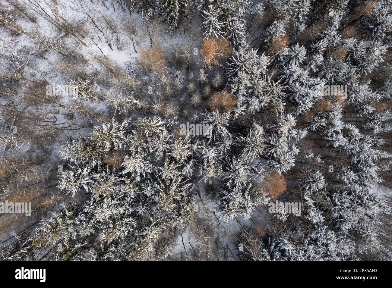Aerial image of a winter landscape, winter forest trees covered with ...