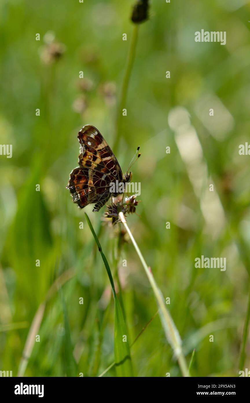The Map Araschnia Levana Is A Butterfly Of The Family Nymphalidae the-map-araschnia-levana-is-a-butterfly-of-the-family-nymphalidae