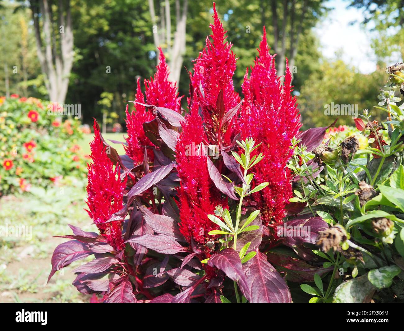 Celosia plant, cellosia is a genus of the Amaranth family or Marev family. Cockscomb traditionally grown in the red purple variety. The cockscomb flow Stock Photo